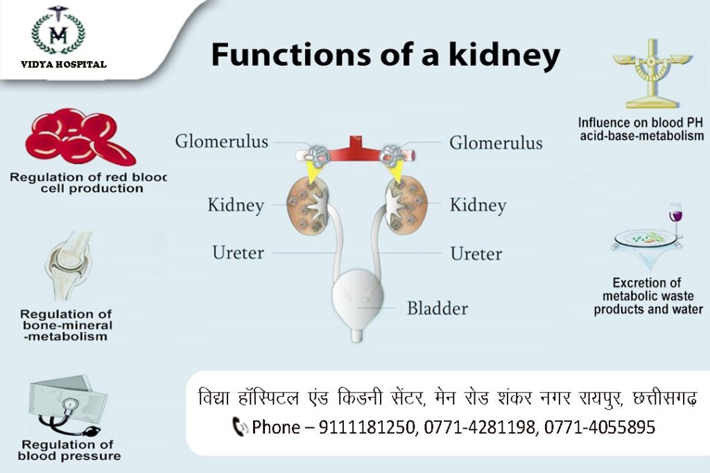 Functions of kidney